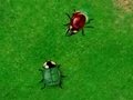 Beetle Wars az online játékhoz