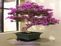 Bougainvillea puzzle az online játékhoz